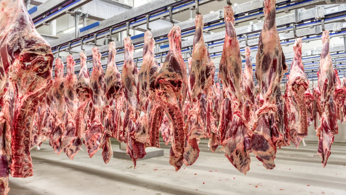 Carne bovina
