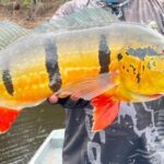 Torneio de pesca