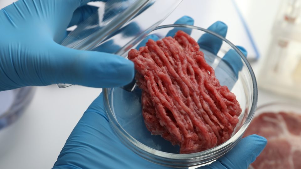 bigstock-Scientist-Holding-Petri-Dish-W-462065151-960x540-1 Carne de laboratório: técnica inovadora da Embrapa para sustentabilidade