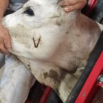 Vacinação de bezerras contra brucelose