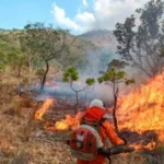Tocantins lidera área queimada no Brasil em 2026 e acende alerta 17 Tocantins área queimada